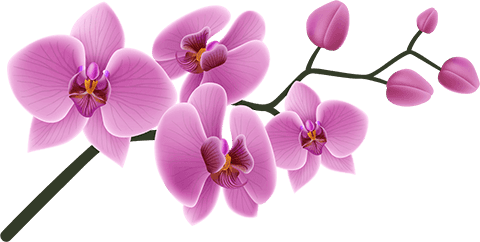 Orchidee - Symbol Friseur Luisas Hairfashion